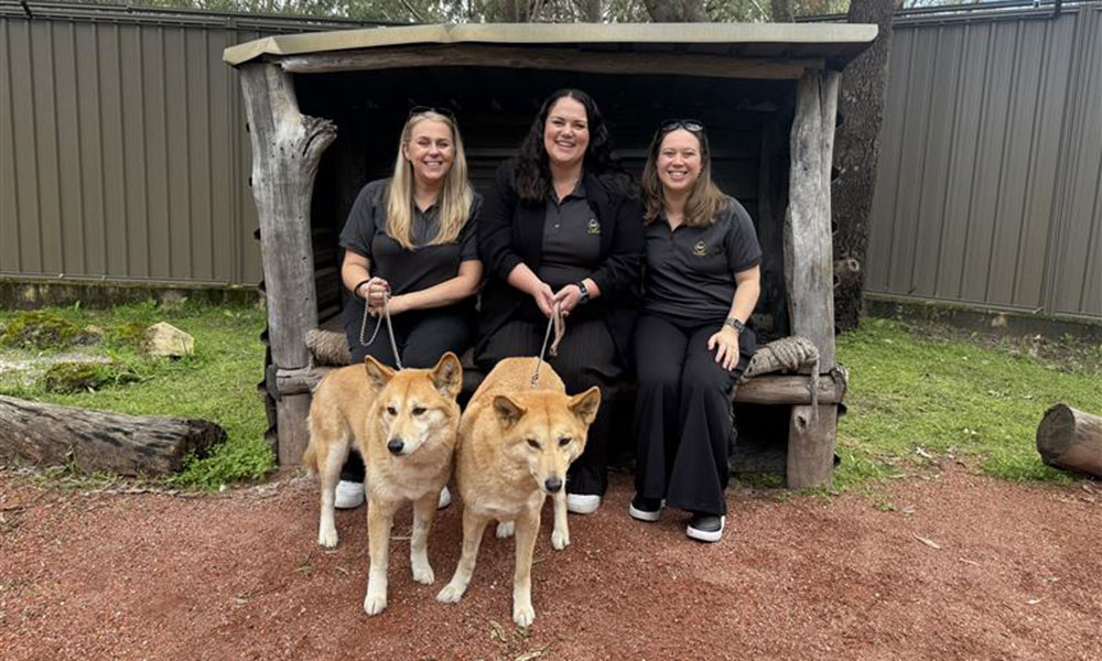 Three RAC volunteers are sitting behind two dingoes at WA Wildlife