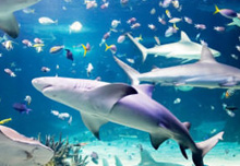 Shark in an aquarium