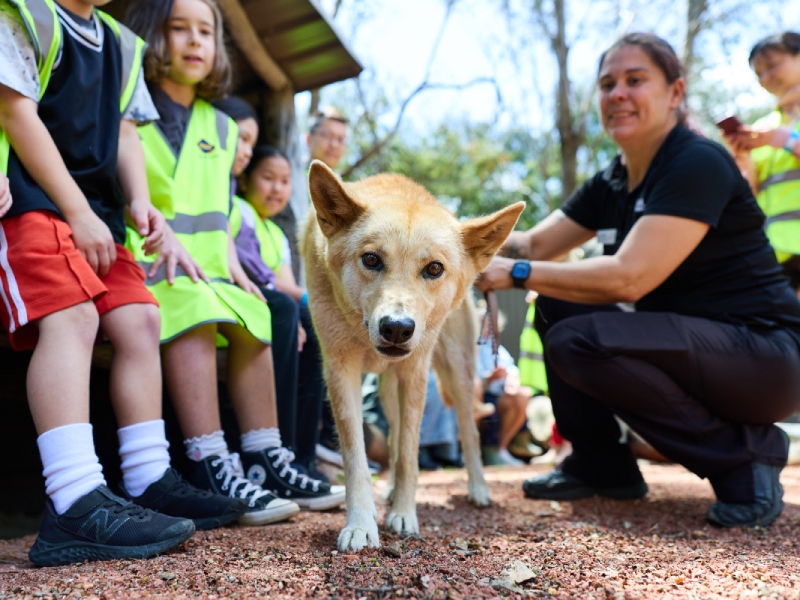 Children volunteers crouching around a dingo