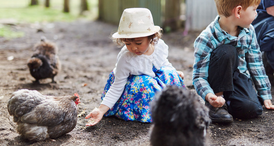 girl feeding chicken