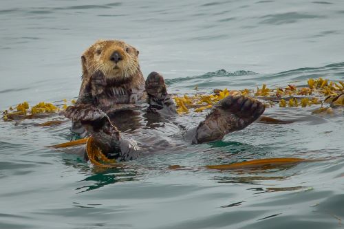 An otter on it's back floating in the water