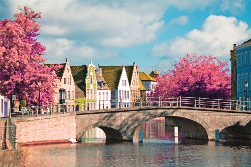 Flemish houses by the canal with a bridge and blooming trees