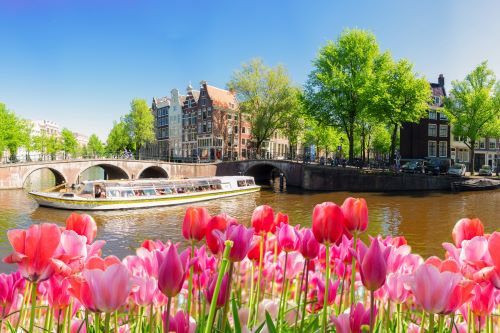 Bright pink and red tulips in the foreground of a canal in Amsterdam
