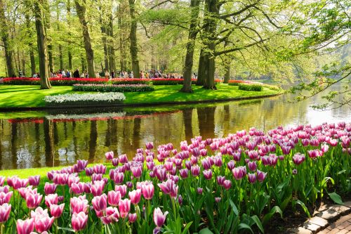 Pink and white tulips along a calm waterway in a park with green lawns, trees, and colorful flower beds in the distance