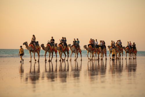 Camels at sunset on Cable Beach.