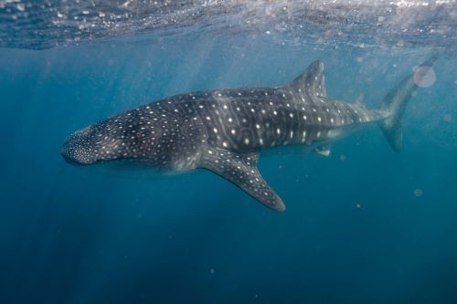 A whale shark swimming in the clear blue water. 