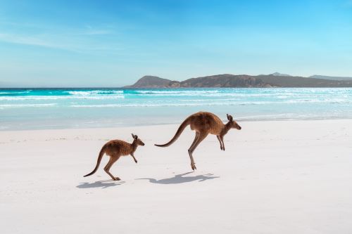 Two kangaroos skipping along a white-sanded beach with the turquoise ocean in the background.