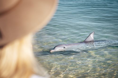 A traveller from the back watching a dolphin coming close to shore. 
