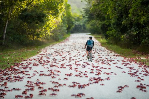 Cyclist riding past red crabs that are covering the whole road