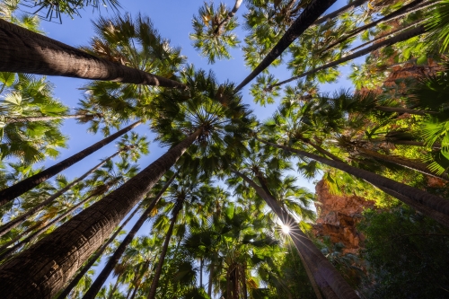 Sun shining through the lush palm tree forest in Zebedee Springs.