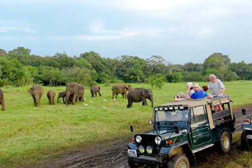 Safari vehicle observing a herd of elephants grazing in a grassy clearing at Minneriya National Park, Sri Lanka.