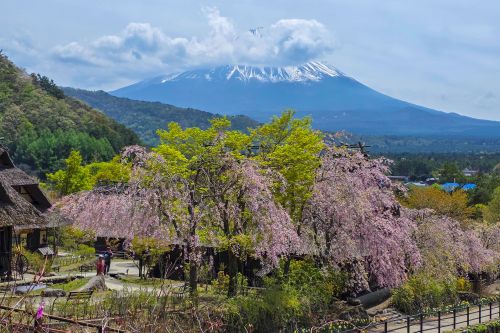 Mount Fuji rising above cherry blossoms at Saiko Iyashi-no-Sato, Japan.