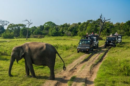 Elephant sighting during a safari in Wilpattu National Park, Sri Lanka