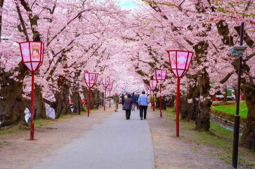 Visitors walk along a tree-lined path beneath pink cherry blossoms in full bloom at Hirosaki Park, Japan, with red lanterns lining the walkway.