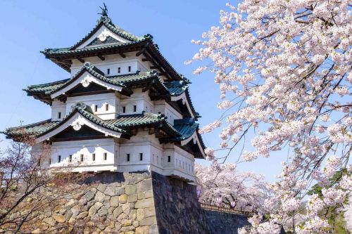 Hirosaki Castle in Japan surrounded by cherry blossom trees in full bloom beneath a clear blue sky.