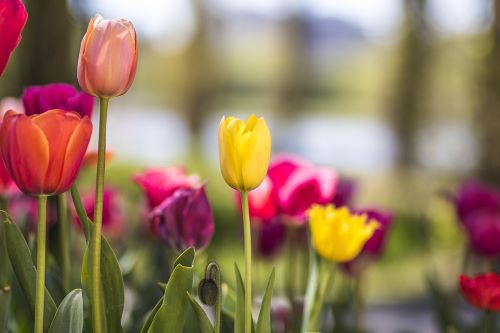 Close up of colourful tulips 