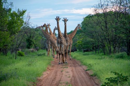 Giraffes on the road in Botswana. 