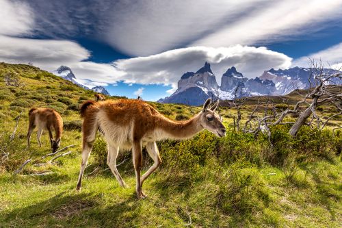 Guanacos grazing in a grassy valley with the Torres del Paine mountain peaks and dramatic clouds in the background.
