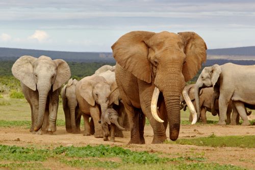 Elephant Herd in Botswana. 