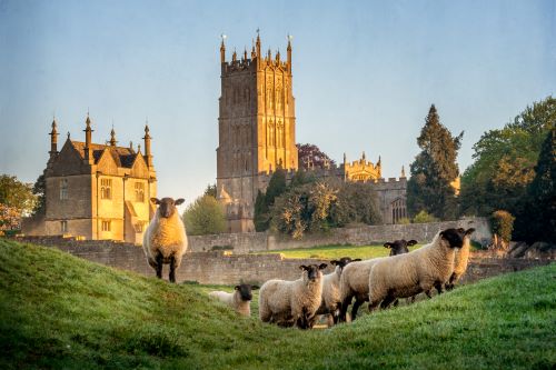 sheep neer Chipping Campden in Gloucestershire with church in background.