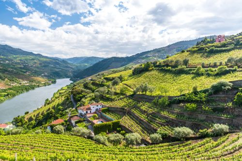 Terraced vineyards overlooking the Douro Valley and river, Portugal