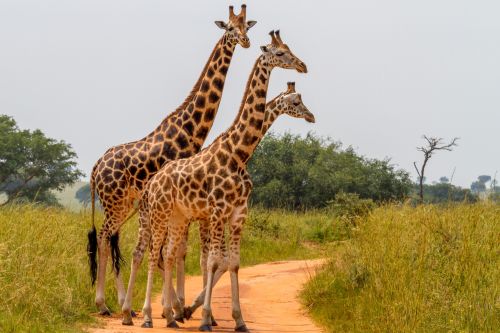 Three giraffes walk along a dirt path through tall grass, with scattered trees and a hazy sky in the background.