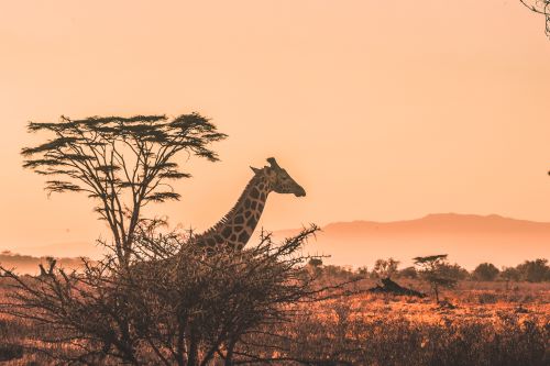 A giraffe popping out its head through some trees with a sunset background. 
