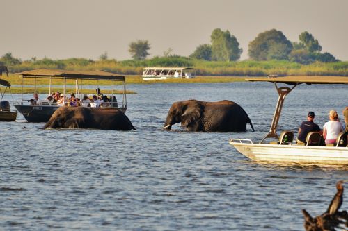 Wild elephants bathing in the lake while tourists are watching them from boats nearby. 