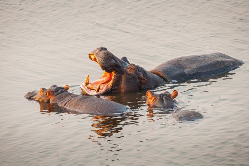 Three hippos mostly submerged in a lake. 
