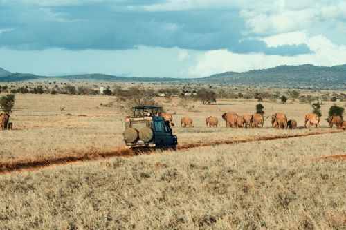 A jeep on the way through the savanna making way for a herd of elephants crossing its path. 