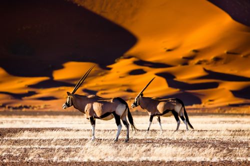 A herd of oryx standing in front of bright orange dunes. 