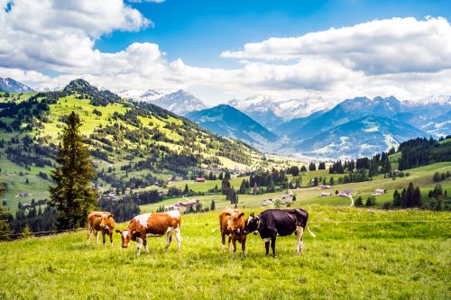 Cows standing on a lawn in Switzerland with mountains in the background.