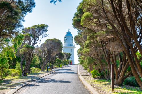 A road surrounded by tall trees leading to a white lighthouse