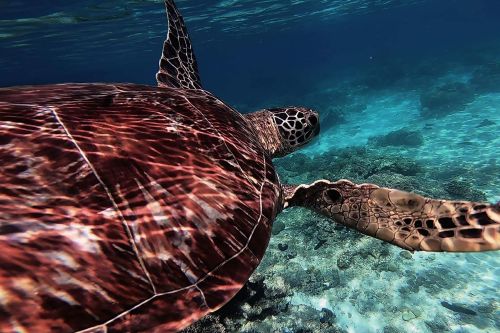 A turtle swimming in the turquoise waters of the Philippines