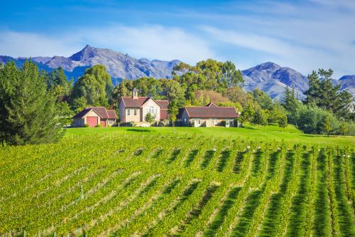 Bright green vineyards with a little lodge and mountains in the background