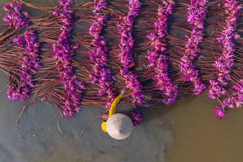 Bright pink flowers in rows with a person stood in the river holding them