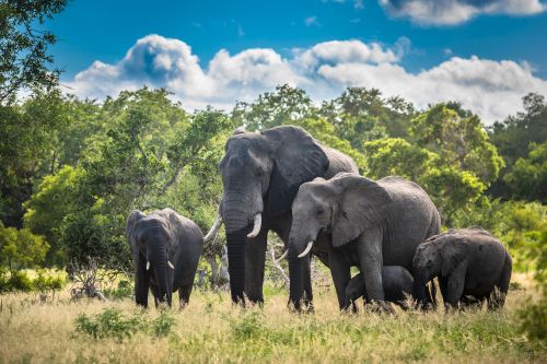 Group of elephants standing together in open grassland in Kruger National Park, with green trees and a blue sky with scattered clouds in the background.