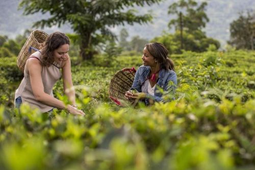 Two people picking tea leaves in a lush green plantation, each carrying a woven basket on their back, with rolling hills and trees in the background.