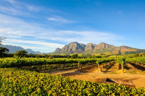 Rows of green vineyards stretching across a valley in Stellenbosch, with mountains rising in the background under a clear blue sky.