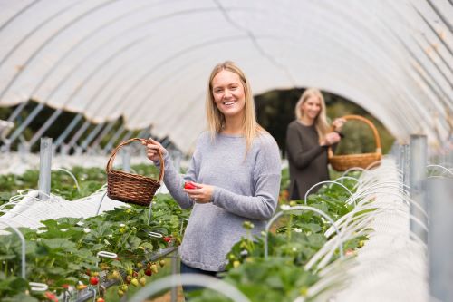 Two women picking strawberries inside a big greenhouse