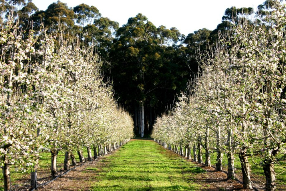 A blooming orchard leading down to a forest in the background