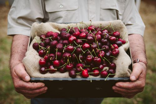 A box full of ripe cherries between a farmer's two arms