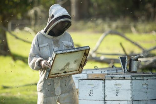 A man is checking the honeybees and hives