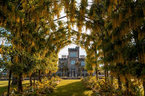 A castle framed by a beautiful canopy of golden flowering trees, creating an enchanting pathway in a lush garden.
