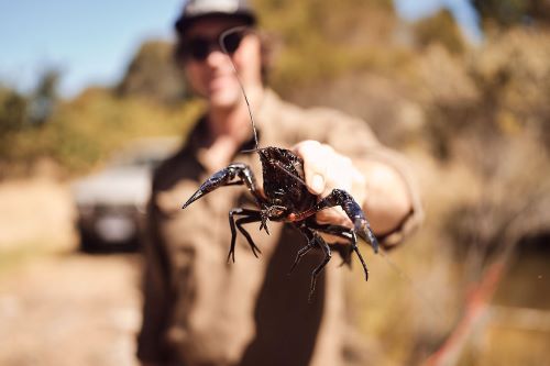 Close up of a marron and the person holding it in the background.