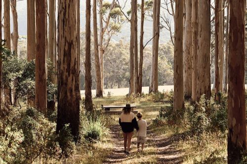 A couple walking through the Karri Forest. 