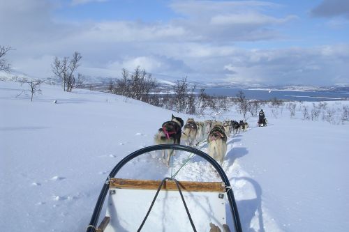 Dog sled team pulling a sled through a snowy landscape