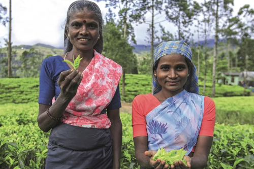 Tea plantation workers holding up tea leaves in their hands and smiling.