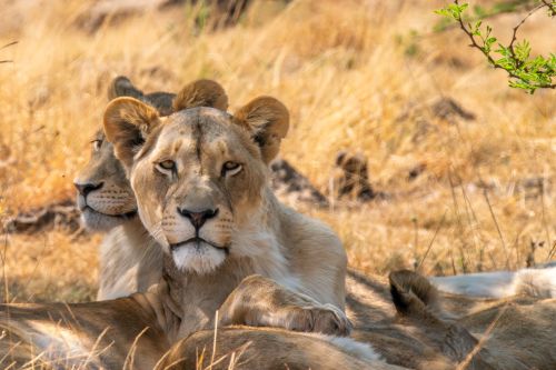 Close-up of lions resting in dry grassland
