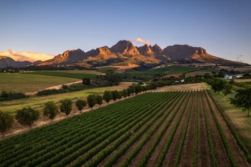 Vineyard rows with mountains at sunset in Stellenbosch